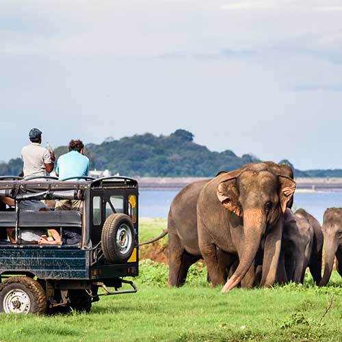 Sri Lanka, Holiday Packages, Travel Ideas, Things to do, Places to see, Safaris, Hotels, Visit Sri Lanka, Culture Trip, Religious Tour, Architecture Tour, Tour Package
