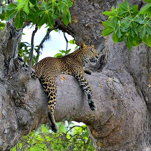 Sri Lanka, Holiday Packages, Travel Ideas, Things to do, Places to see, Safaris, Hotels, Visit Sri Lanka, Culture Trip, Religious Tour, Architecture Tour, Tour Package