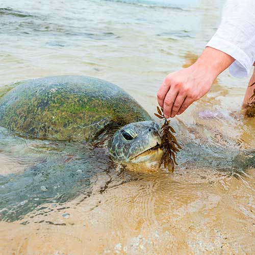 Sri Lanka, Holiday Packages, Travel Ideas, Things to do, Places to see, Safaris, Hotels, Visit Sri Lanka, Culture Trip, Religious Tour, Architecture Tour, Tour Package