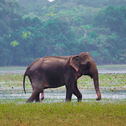 Sri Lanka, Holiday Packages, Travel Ideas, Things to do, Places to see, Safaris, Hotels, Visit Sri Lanka, Culture Trip, Religious Tour, Architecture Tour, Tour Package